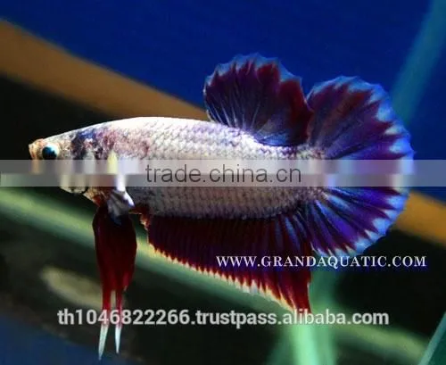 Betta Fish Farm For Sale and Aquarium Fish Exporter photo-2