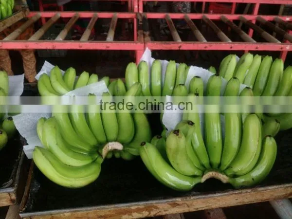 FRESH GREEN CAVENDISH BANANA