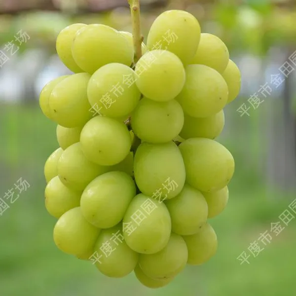 Sunshine Rose Grape Seedless Fresh Fruit