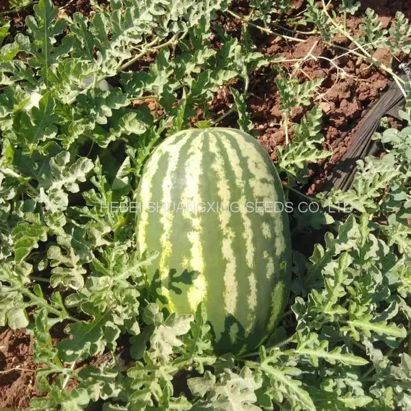 RF Tough Rind Oval Shape Hybrid f1 Watermelon Seeds photo-3