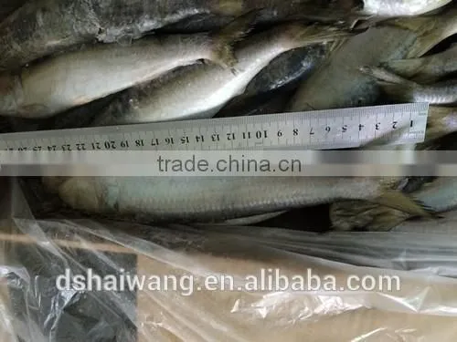 Landing Frozen Sardine Fish With Size 150 - 190 Pcs / 10 kg photo-3
