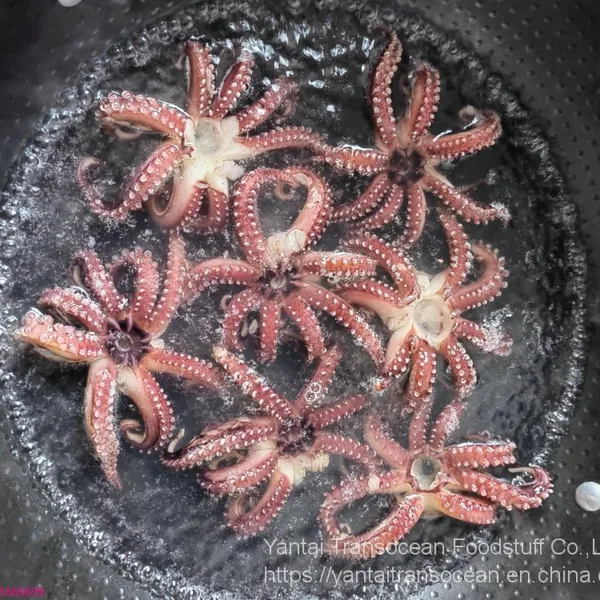 Squid Tentacle