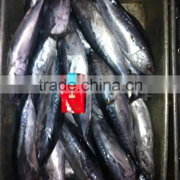 Hot Sale Whole Round Seafrozen Bonito Price! Grade A Bonito Tuna! Canned Bonito photo-2
