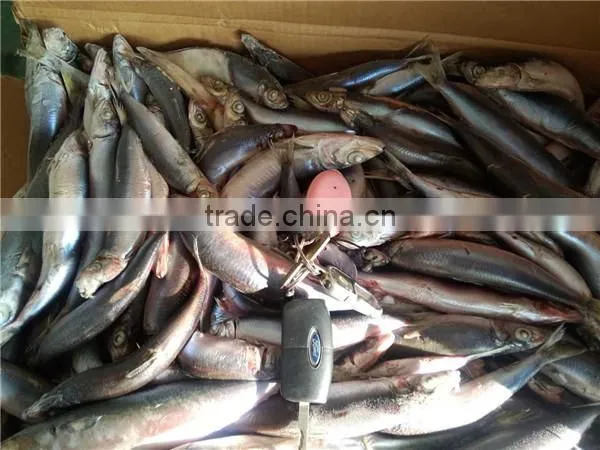 Grade A Sea Frozen Sardine Sardinella Longiceps for Canning photo-5