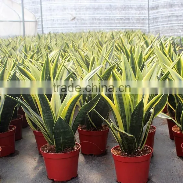 Golden Sansevieria Nursery
