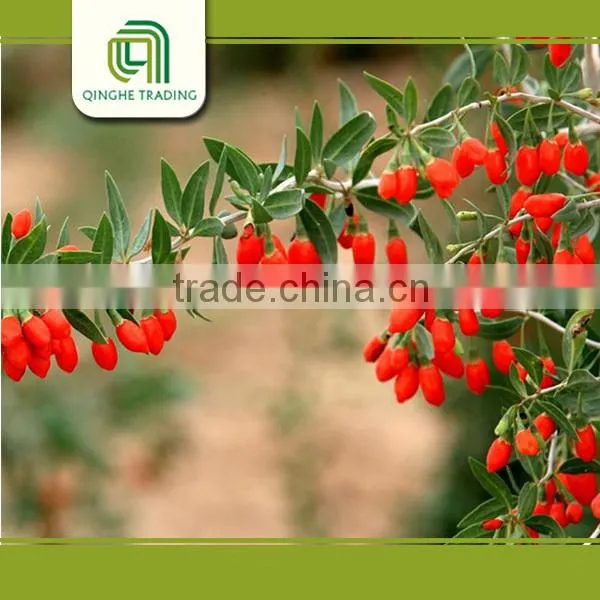 Ningxia Conventional Dried Goji Berries for Sale photo-6