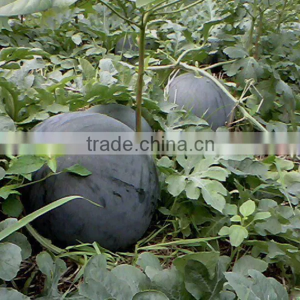 Hybrid Seedless Black Watermelon Seeds for Growing-black Dragon No.2 photo-2