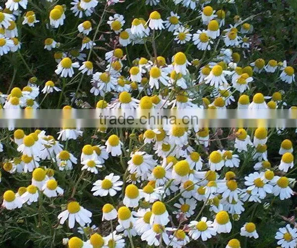 German Chamomile (Matricaria Chamomilla) Flowers