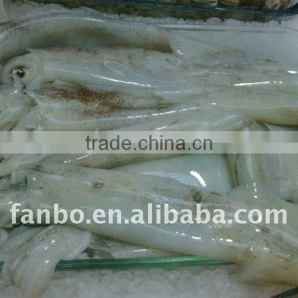 Frozen Giant Squid