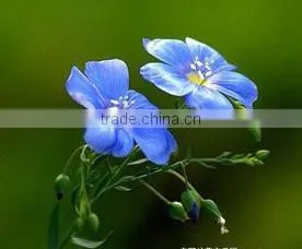 Low Price Sale High Quality Flax Seed Oil Good for Health&skin photo-3