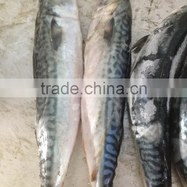 MACKEREL PIKE MACKEREL SEA FROZEN FISH , PACIFIC MACKEREL photo-3