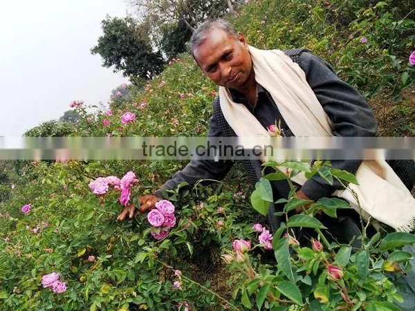 Indian Rose Oil Pure Fresh photo-2