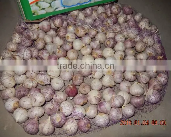 GARLIC photo-3