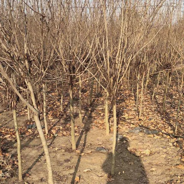 Price of Chinese Redbud Trees photo-5