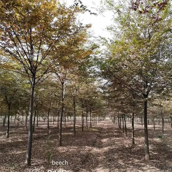 Prices of Beech Trees in Qingdao, Shandong. Base Quotation List. Low Selling Prices and High Survival Rates. photo-5