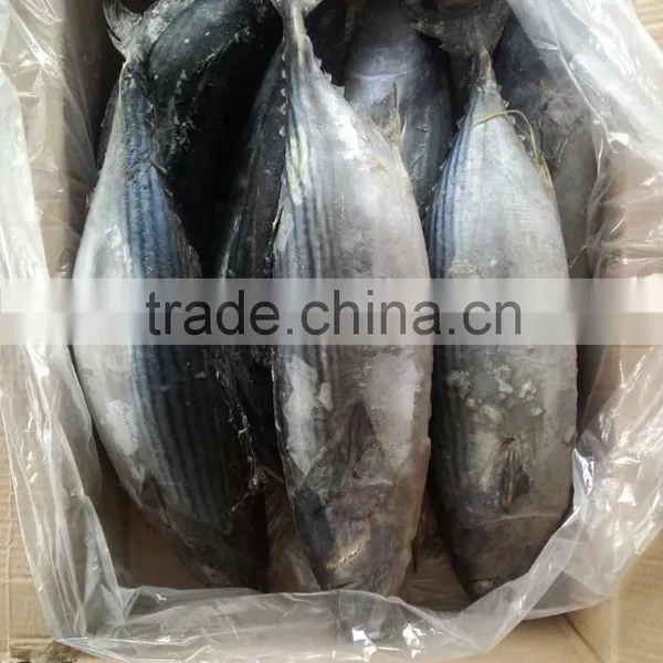 Frozen Bonito(Sarda Orientalis) 2kg+/pc photo-2
