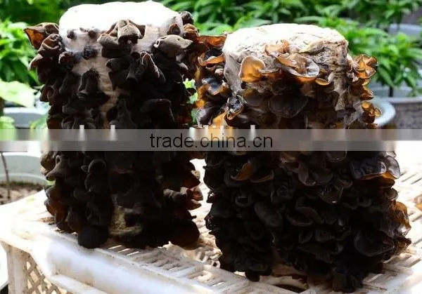 Dry Black Fungus Mushroom photo-4