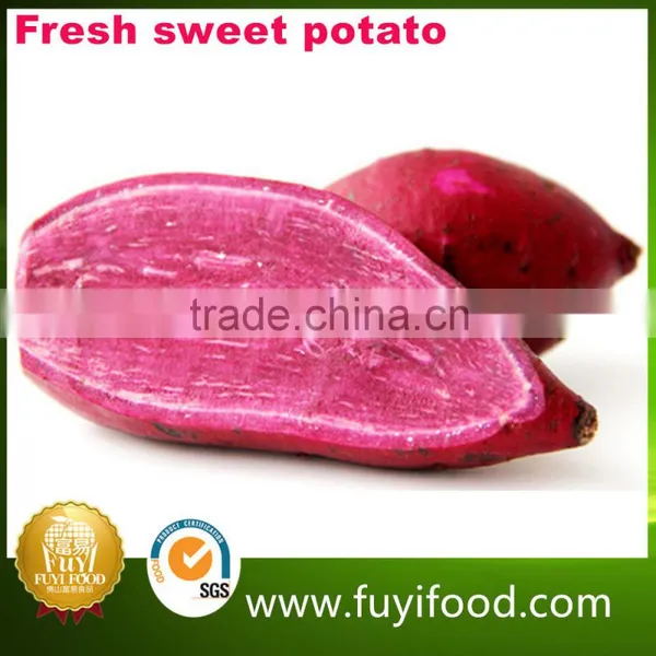 Exporter Fresh Purple Sweet Potatoes photo-2