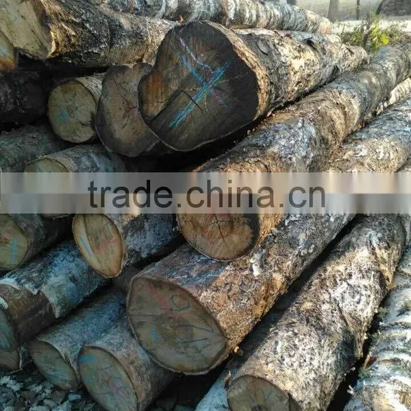 Pine Birch Logs FSC WOOD