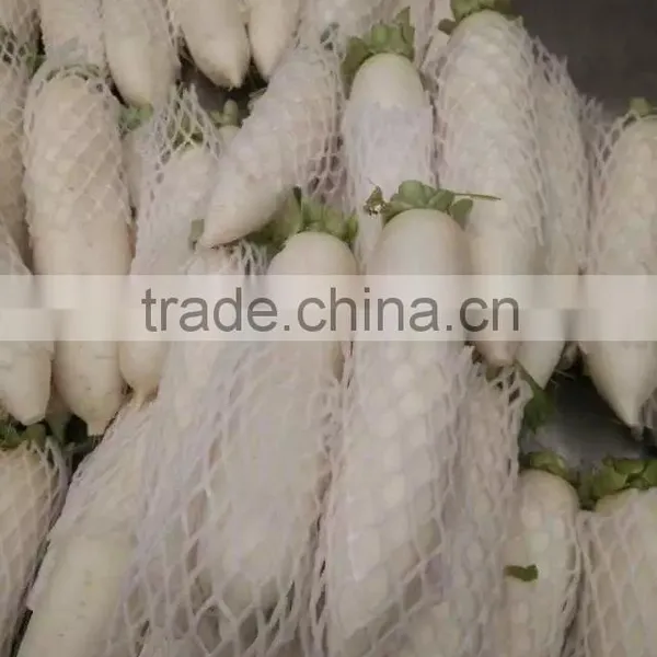 Fresh White Radish photo-2