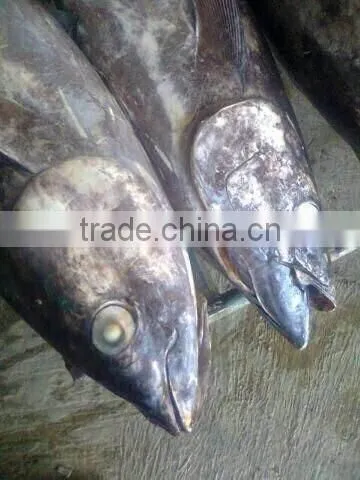 Frozen Fresh Whole Tuna Fish New photo-4