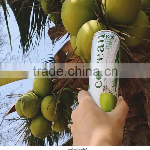 Best Selling Canned Coconut Water 100% 310 ml