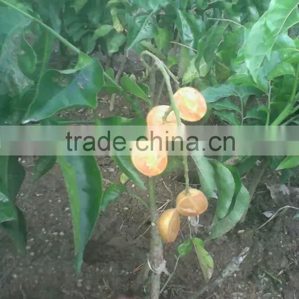 Dimocarpus Longan Lour Seedling photo-5