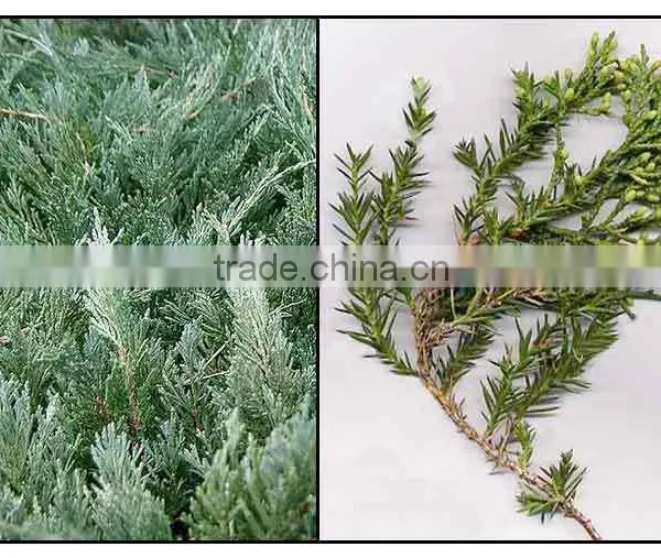 Juniper Leaf Oil photo-2