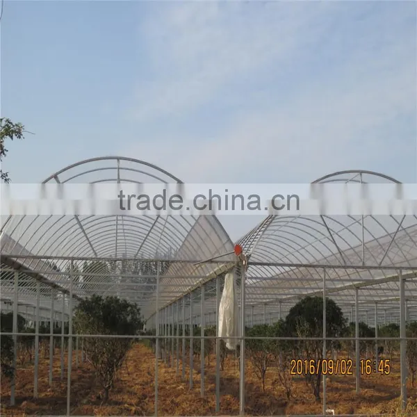 Desert and Semi-arid Hydroponics and Commercial Greenhouses for Tomato Lettuce Strawberry Production photo-6