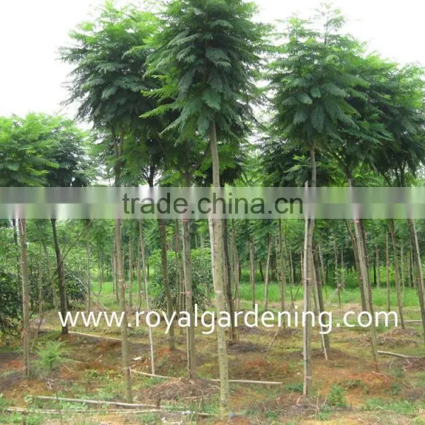 Jacaranda Mimosifolia photo-3