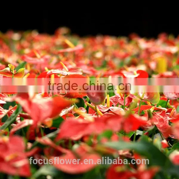 High Quanlity Anthurium Cut Flowers for Valentine's Day photo-4