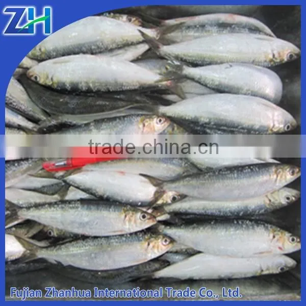 Canned Sardine Brands Fresh Sardine for Canned Sardine
