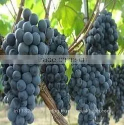 Black Grapes ,White Grapes,Seedless Grapes Exporter photo-5