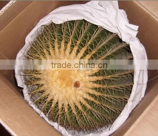 Mammillaria Hahniana 5.5cm Mini Cactus Succulent Indoor Plants Bonsai Nursery Echinocactus Grusonii Cereus Cacti Opuntia Dilleni photo-6