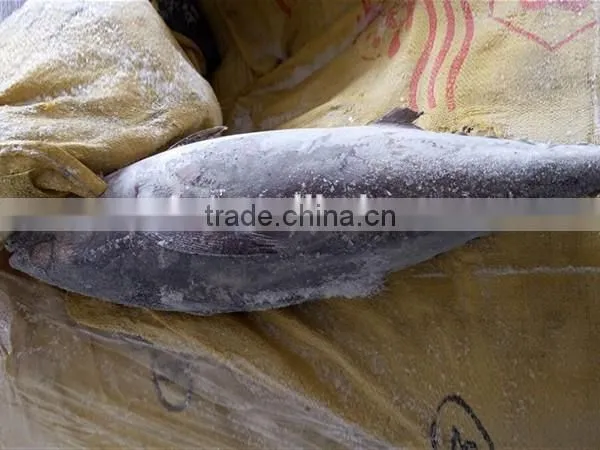 Seafrozen Big Size Albacore Tuna Fish photo-2