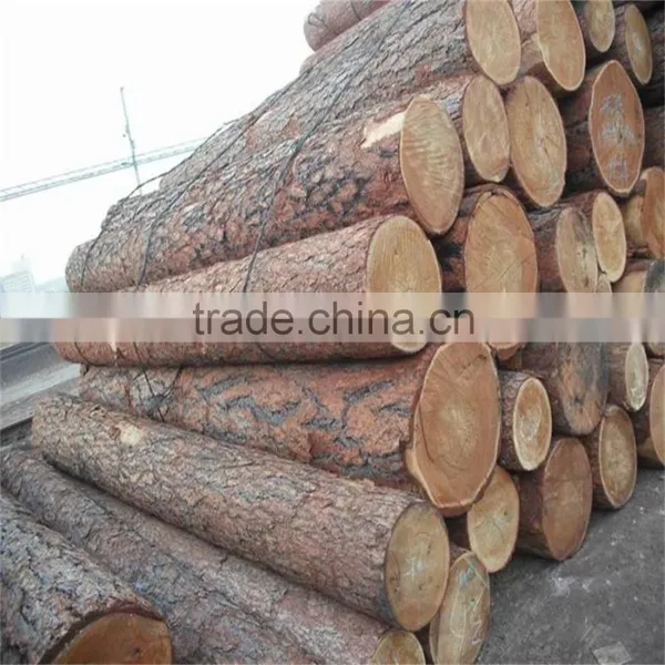 White Birch Korean Pine Larch photo-4