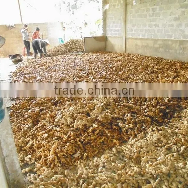 Old Ginger IN Viet Nam photo-2