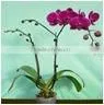 Purple Nersery of Beautiful flower Phalaenopsis Orchid (Ruili Beauty)