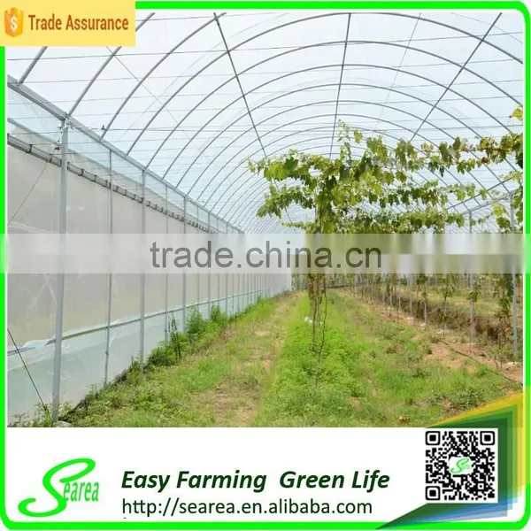 Grape Growing Agriculture Green House for Sale photo-3