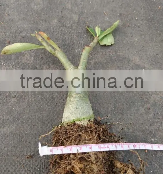 Adenium Obesum Grafted photo-2