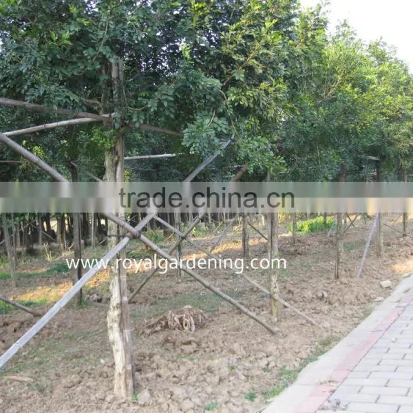 Murraya Paniculata Ornamental Plants