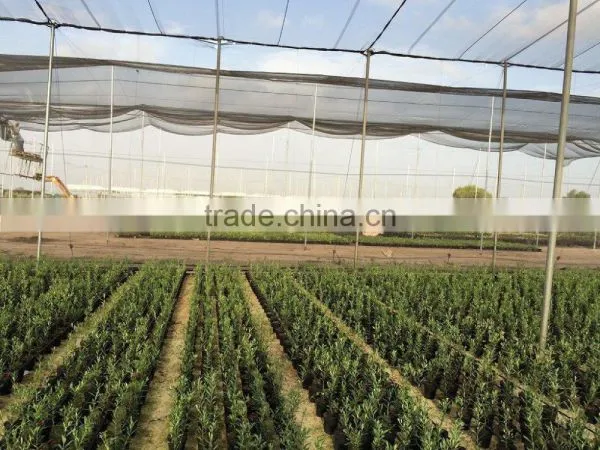 Olea Europaea photo-3