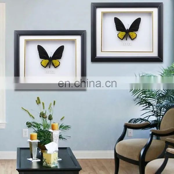 Butterfly Specimen With Wooden Frame Wholesale 10 Inch