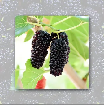 Organic Mulberry Juice Conentrate photo-4