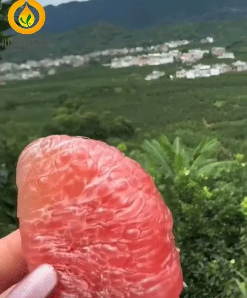 High Quality Fresh Grapefruit Fresh Pomelo Manufacture