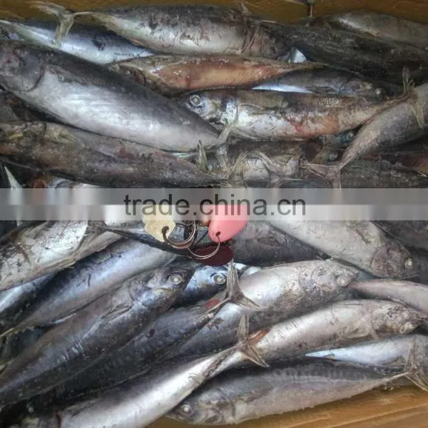 Frozen Whole Round 100-300g Bonito Tuna Fish photo-5