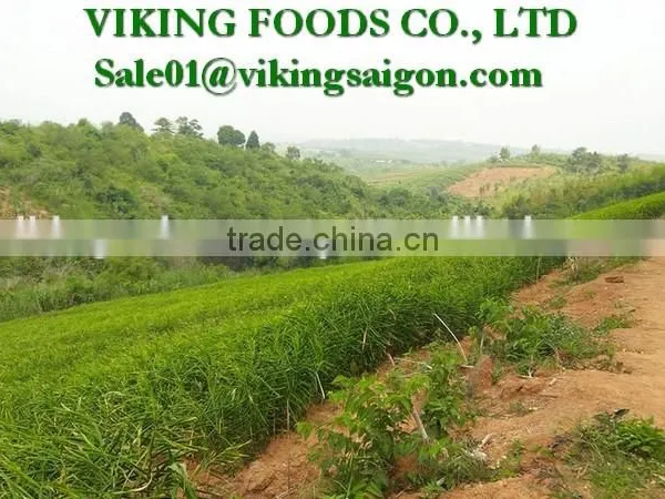 FRESH GINGER _ HIGH QUALITY photo-5