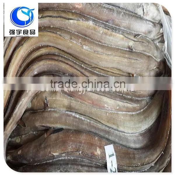 Fresh Frozen Fish Frozen Eel Fish photo-5