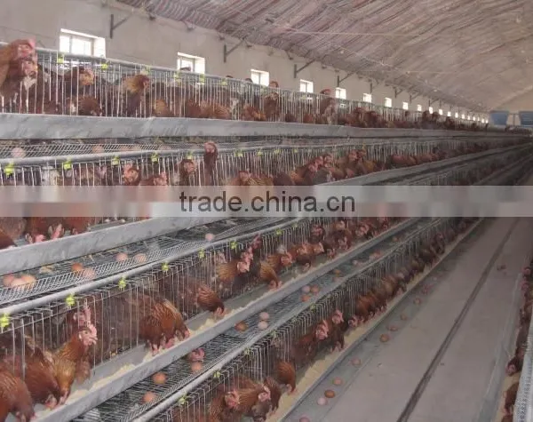 Stainless Steel Metal Chicken Farm Equipment photo-3