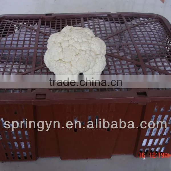 Frozen Packed Hotbed White Cauliflower With Top Grade Flower Vegetables photo-2
